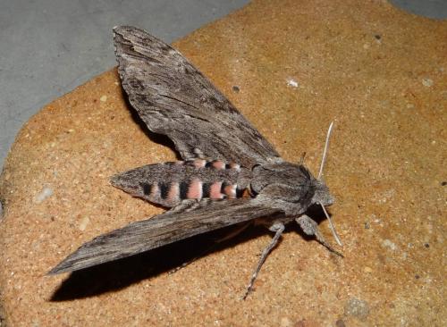 Agrius convolvuli